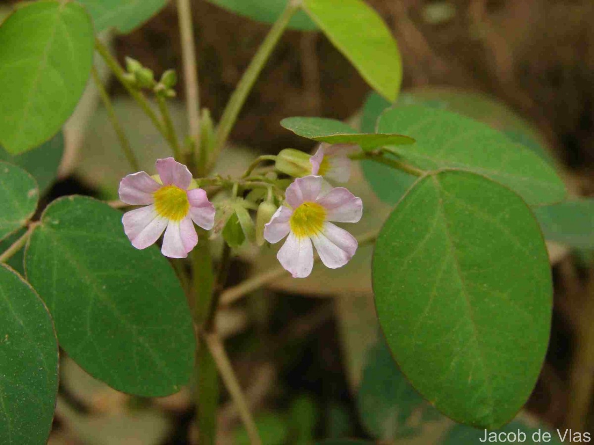Oxalis barrelieri L.